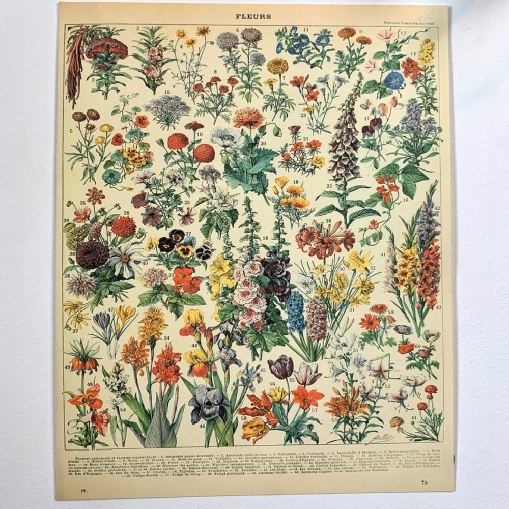Vintage Scientific "Fleurs" (Flowers) Floral Chart 8x10 5/5